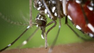 Zanzara tigre: evitare i ristagni d’acqua!