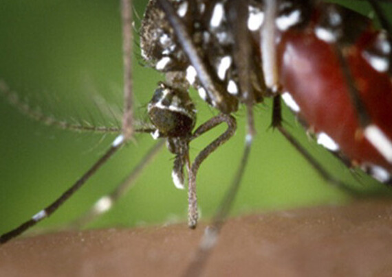 Zanzara tigre: evitare i ristagni d’acqua!