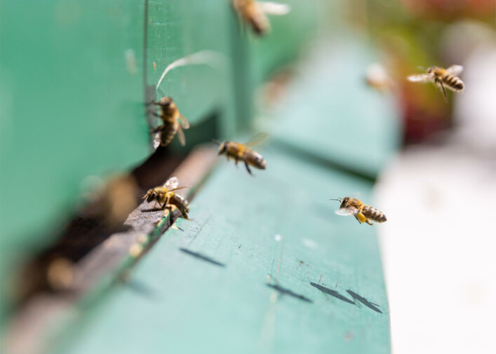91. Congresso degli apicoltori in lingua tedesca